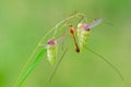 ÃÅosquito(Tipula)sitting on a green blade of a grass Royalty Free Stock Photo