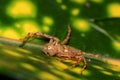 A spider sitting in green leaf