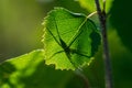 Spider sitting on a green leaf Royalty Free Stock Photo