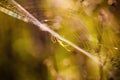 Spider sitting on his net Royalty Free Stock Photo