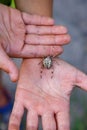 Spider is sitting on persons hand while it is in the palm