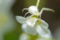 Spider sitting on a small white flower Royalty Free Stock Photo