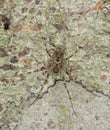 Spider sitting on tree well camouflaged.