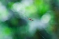 Spider sitting on the web with green background. Dewdrops on spider web cobweb closeup with green and bokeh background. Royalty Free Stock Photo