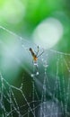 Spider sitting on the web with green background. Dewdrops on spider web cobweb closeup with green and bokeh background. Royalty Free Stock Photo