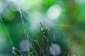 Spider sitting on the web with green background. Dewdrops on spider web cobweb closeup with green and bokeh background. Royalty Free Stock Photo