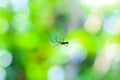 Spider sitting on the web with green background. Dewdrops on spider web cobweb closeup with green and bokeh background. Royalty Free Stock Photo