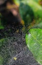 Spider sitting on the web with green background. Dewdrops on spider web cobweb closeup with green and bokeh background. Royalty Free Stock Photo