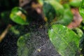 Spider sitting on the web with green background. Dewdrops on spider web cobweb closeup with green and bokeh background. Royalty Free Stock Photo