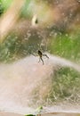 Spider sitting on the web with green background. Dewdrops on spider web cobweb closeup with green and bokeh background. Royalty Free Stock Photo