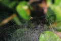 Spider sitting on the web with green background. Dewdrops on spider web cobweb closeup with green and bokeh background. Royalty Free Stock Photo