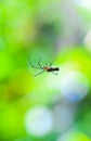 Spider sitting on the web with green background. Dewdrops on spider web cobweb closeup with green and bokeh background. Royalty Free Stock Photo