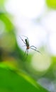 Spider sitting on the web with green background. Dewdrops on spider web cobweb closeup with green and bokeh background. Royalty Free Stock Photo