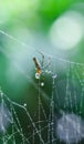 Spider sitting on the web with green background. Dewdrops on spider web cobweb closeup with green and bokeh background. Royalty Free Stock Photo