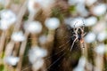 A spider is sitting on a web in the middle of a field Royalty Free Stock Photo
