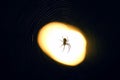 Spider sitting on a web at night under the light of a lantern Royalty Free Stock Photo