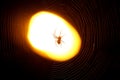 Spider sitting on a web at night under the light of a lantern Royalty Free Stock Photo