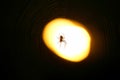 Spider sitting on a web at night under the light of a lantern Royalty Free Stock Photo