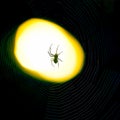 Spider sitting on a web at night under the light of a lantern Royalty Free Stock Photo