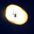 Spider sitting on a web at night under the light of a lantern Royalty Free Stock Photo