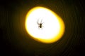 Spider sitting on a web at night under the light of a lantern Royalty Free Stock Photo