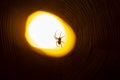 Spider sitting on a web at night under the light of a lantern Royalty Free Stock Photo