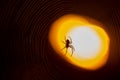Spider sitting on a web at night under the light of a lantern Royalty Free Stock Photo