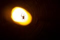 Spider sitting on a web at night under the light of a lantern Royalty Free Stock Photo