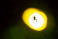 Spider sitting on a web at night under the light of a lantern Royalty Free Stock Photo