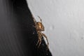 Spider is sitting on the web. Royalty Free Stock Photo
