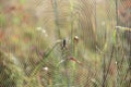 Spider sitting on web sunny rays. Insect living in summer field Royalty Free Stock Photo