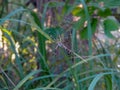 Spider sitting on a web weaves its web Royalty Free Stock Photo