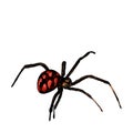 Spider sketch drawing vector