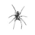 sketch of a spider for an element in making logos and activity symbols