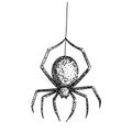 spider sketch hand drawn vector