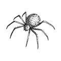 spider sketch hand drawn vector