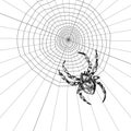 Spider sketch vector set of illustration. Hand drawn style picture. Royalty Free Stock Photo