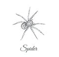 Spider sketch vector illustration. Spider