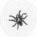 Spider sketch vector set of illustration. Hand drawn style picture. Royalty Free Stock Photo