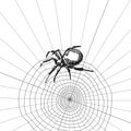 Spider sketch vector set of illustration. Hand drawn style picture. Royalty Free Stock Photo