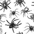 Spider sketch vector set of illustration. Hand drawn style picture. Royalty Free Stock Photo