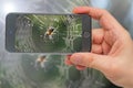 Spider in smartphone screen.