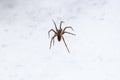 Spider on snow Royalty Free Stock Photo