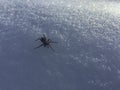 Spider on snow Royalty Free Stock Photo