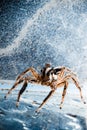 Spider in the space Royalty Free Stock Photo