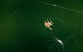 The spider species Araneus diadematus is commonly called the European garden spider, diadem spider, cross spider and crowned orb Royalty Free Stock Photo