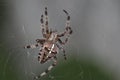 The spider species Araneus diadematus is commonly called the European garden spider, diadem spider, orangie, cross spider and