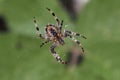 The spider species Araneus diadematus is commonly called the European garden spider, diadem spider, orangie, cross spider and