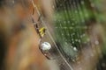 A spider of the species Argiope appensa is preying on an insect trapped in its web.