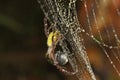 A spider of the species Argiope appensa is preying on an insect trapped in its web.